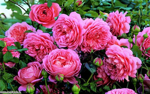 VẺ ĐẸP VÀ Ý NGHĨA CỦA MỖI LOÀI HOA ĐƯỢC CHỌN LÀM QUỐC HOA TẠI CÁC NƯỚC TRÊN THẾ GIỚI